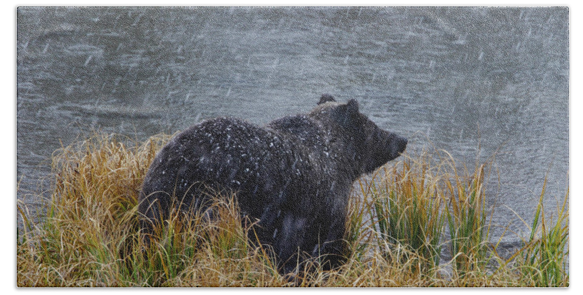 Grizzly Beach Towel featuring the photograph Grizzly in Falling Snow by Mark Miller
