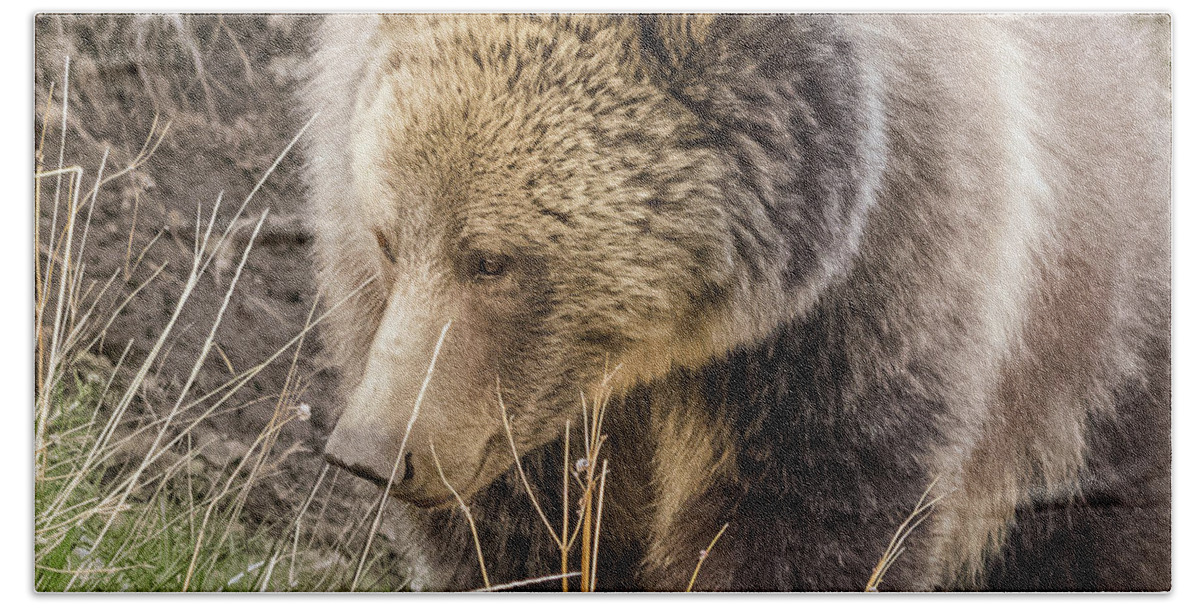 Raspberry Beach Sheet featuring the photograph Grizzly Mama by Yeates Photography