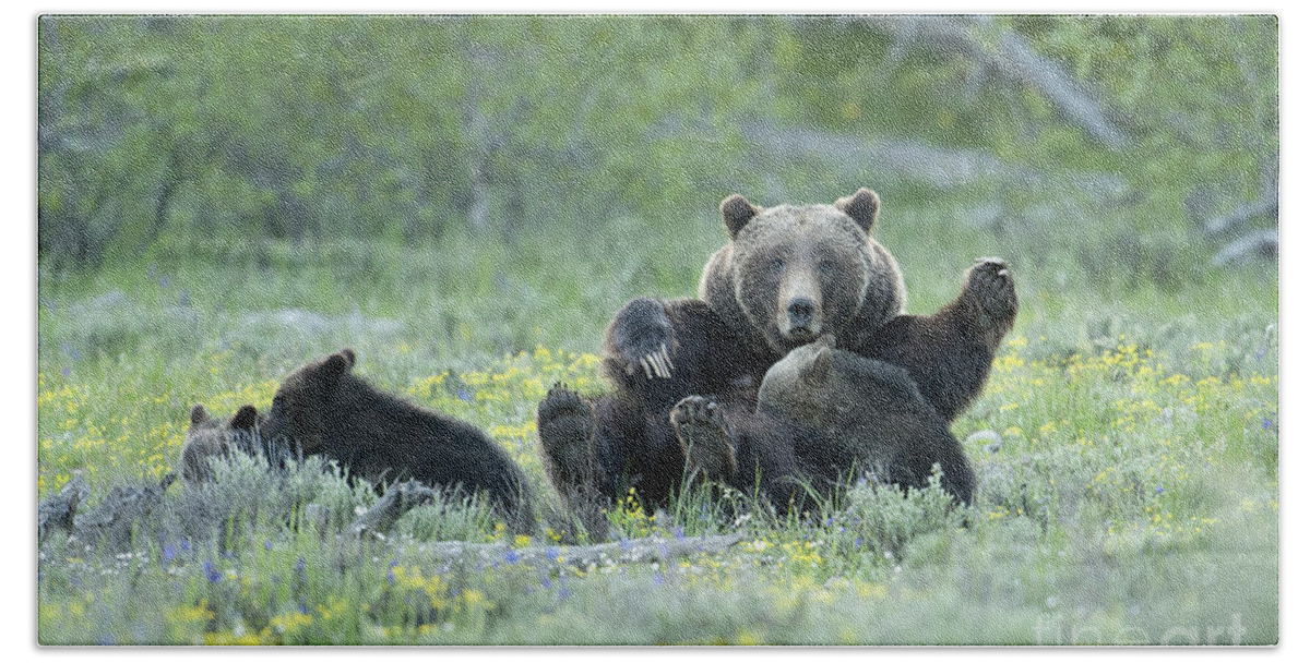 Bears Beach Sheet featuring the photograph Grizzly Romp - Grand Teton by Sandra Bronstein