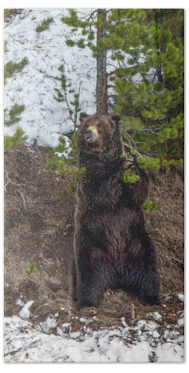Grizzly Bear Beach Sheet featuring the photograph Grizzly Shaking A Tree by Yeates Photography