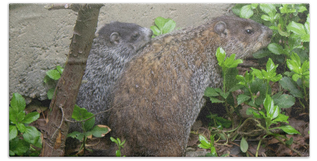 Wildlife Photograph Beach Towel featuring the photograph Ground Hog Mom and Child by Geoff Jewett