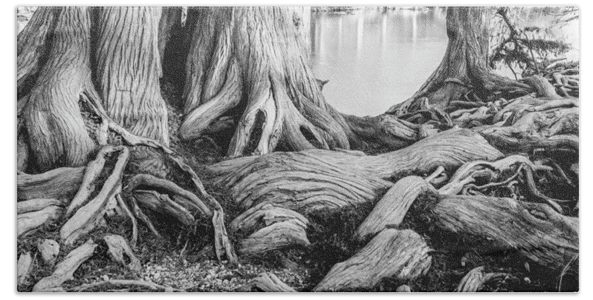 Michael Tidwell Mike Tidwell Guadalupe Bald Cypress In Black And White Beach Sheet featuring the photograph Guadalupe Bald Cypress in Black and White by Michael Tidwell
