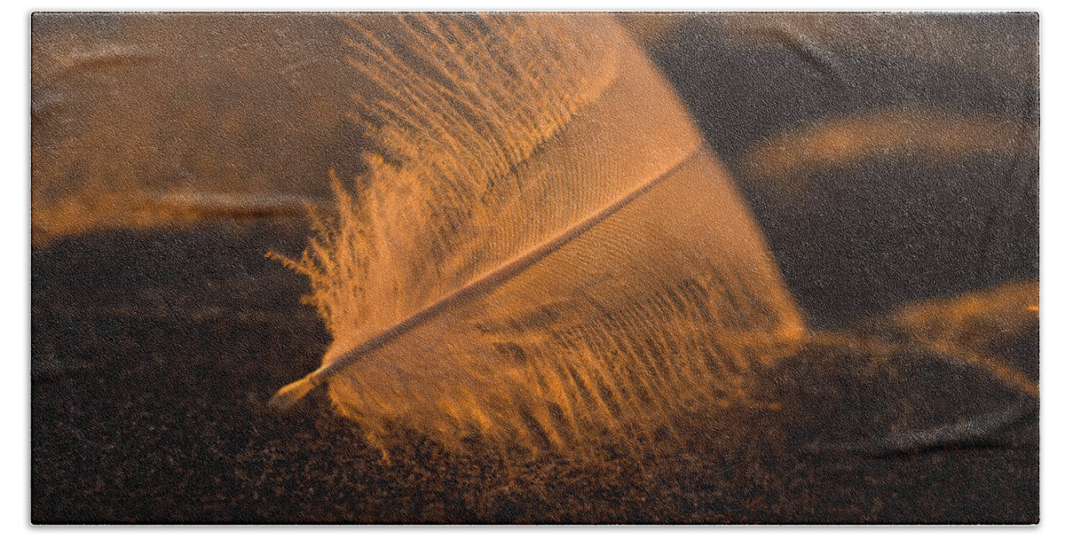 Feather Beach Sheet featuring the photograph Gull Feather at Sunset by Robert Potts