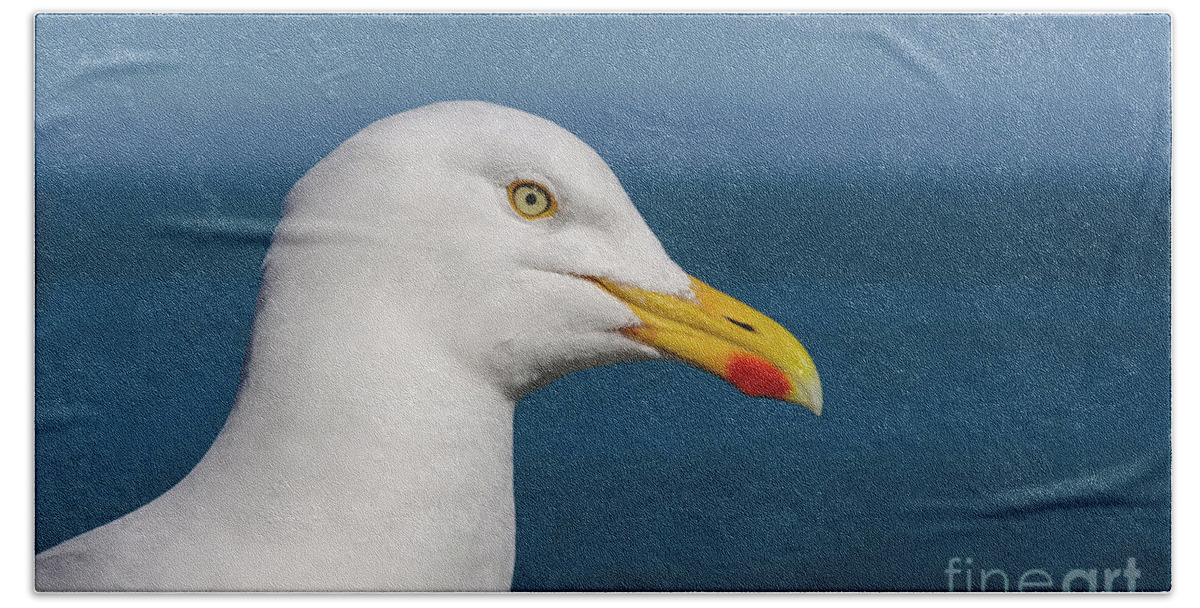 Gull Beach Towel featuring the photograph Gull by Steev Stamford