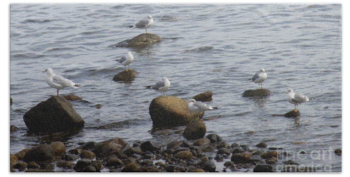 Gulls Beach Sheet featuring the photograph Gulls Resting by Donna L Munro