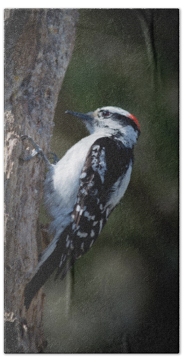  Downy Woodpecker Beach Towel featuring the photograph Downy Woodpecker by Kenneth Cole