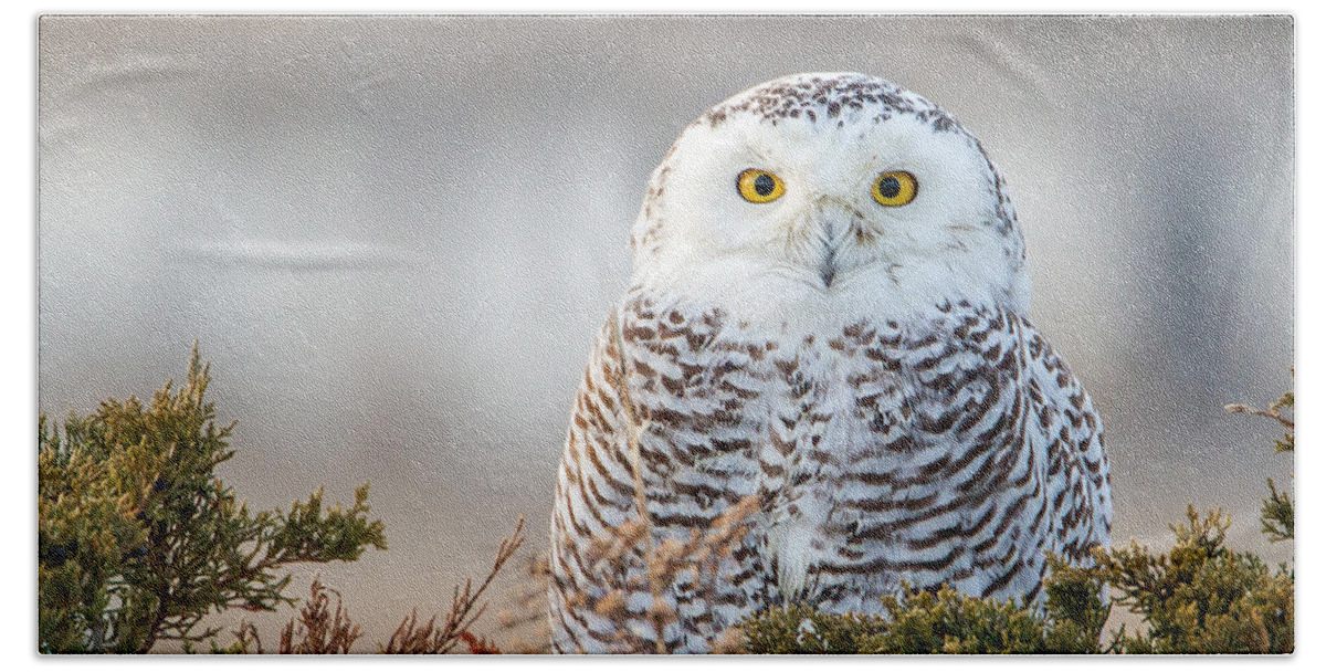 Owl Beach Sheet featuring the photograph Hampton Beach NH Snowy Owl by John Vose
