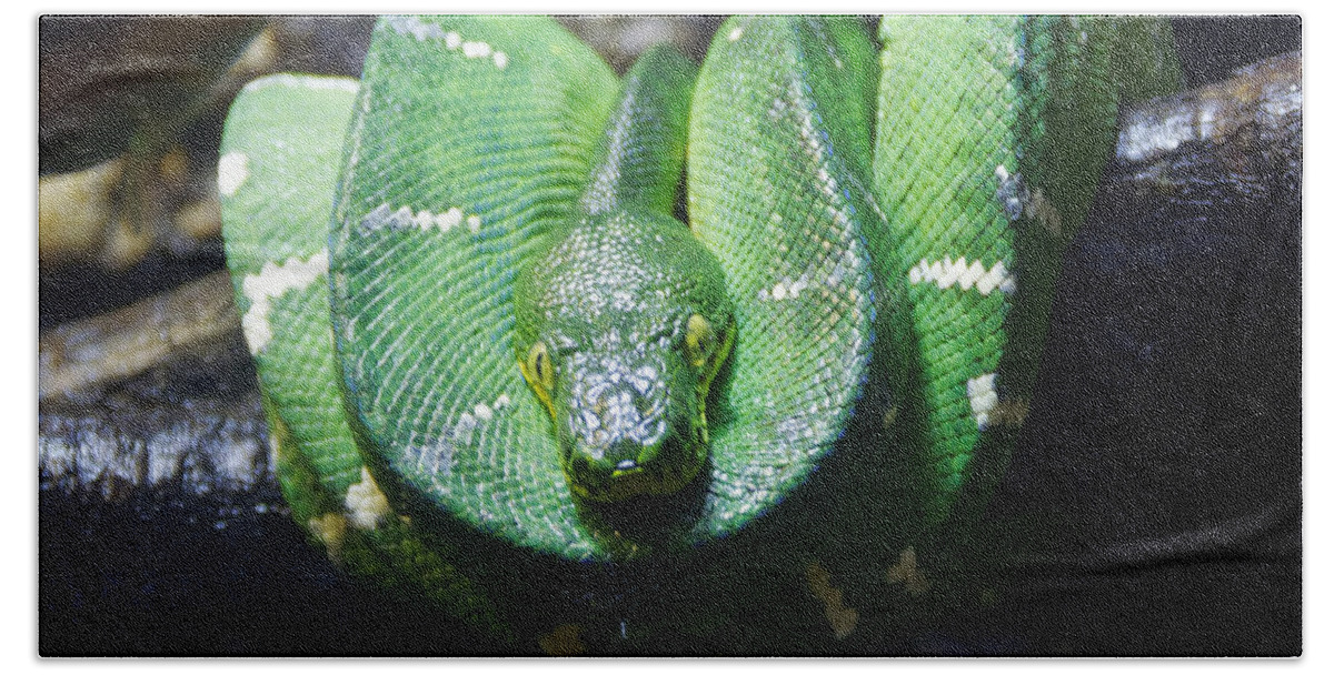 Hangin' Out Beach Towel featuring the photograph Hangin' Out -- Emerald Tree Boa at California Academy of Sciences, San Francisco, California by Darin Volpe
