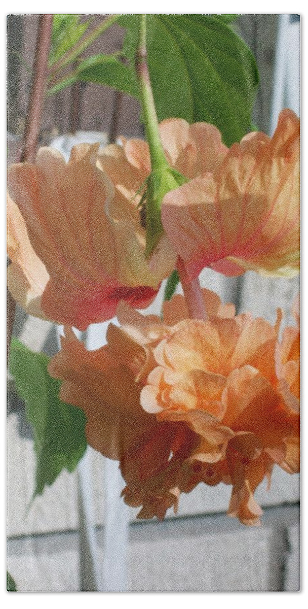 Orange Beach Sheet featuring the photograph Hanging Hibiscus by Laurette Escobar
