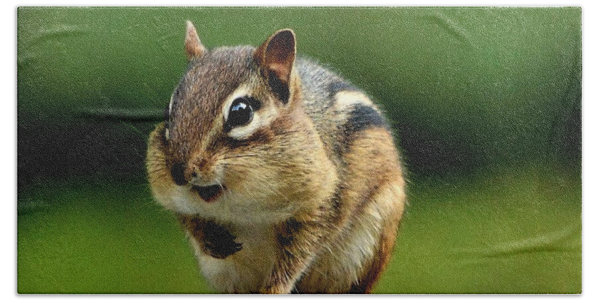 Chipmunk Beach Towel featuring the photograph Happily Surprised Chipmunk by Dani McEvoy