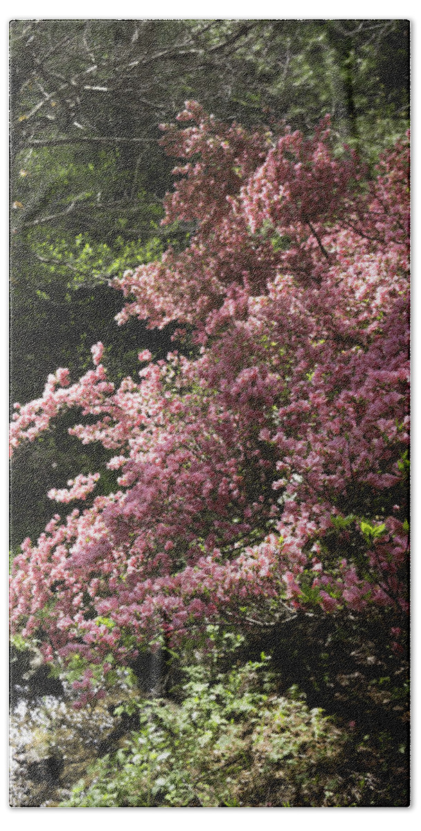 Azalea Beach Towel featuring the photograph Happy Hollow Gardens Pink Azalea 01 by Teresa Mucha