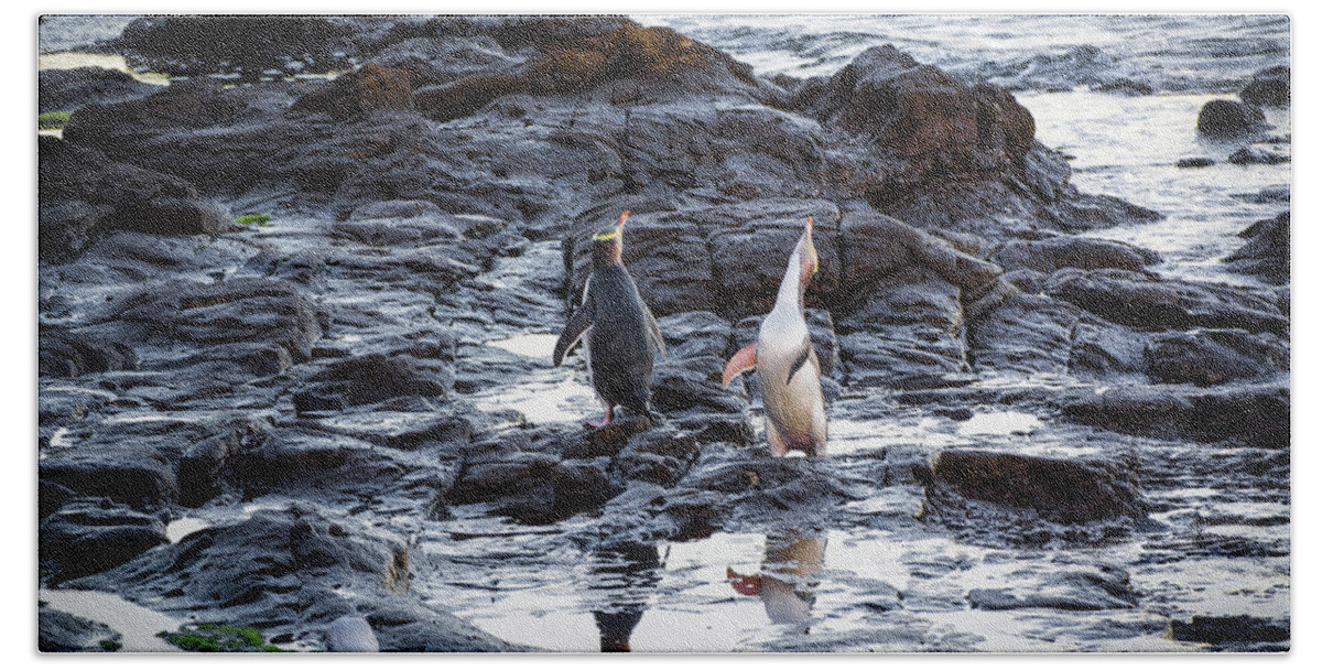 New Zealand Beach Towel featuring the photograph Happy Penguins by Janis Connell