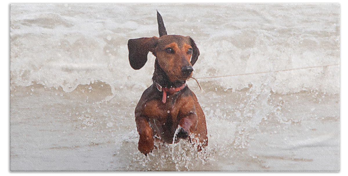 Scenery Beach Towel featuring the photograph Happy Surf Dog by Kenneth Albin