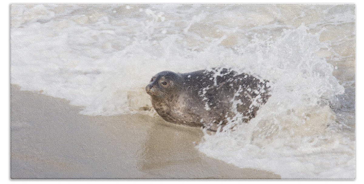 La Jolla Beach Towel featuring the photograph Harbor Seal by Paul Schultz