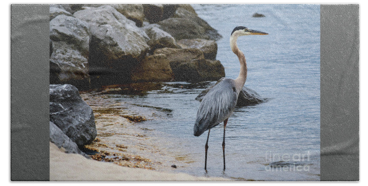 Blue Heron Beach Towel featuring the photograph Harbor watch by Barry Bohn