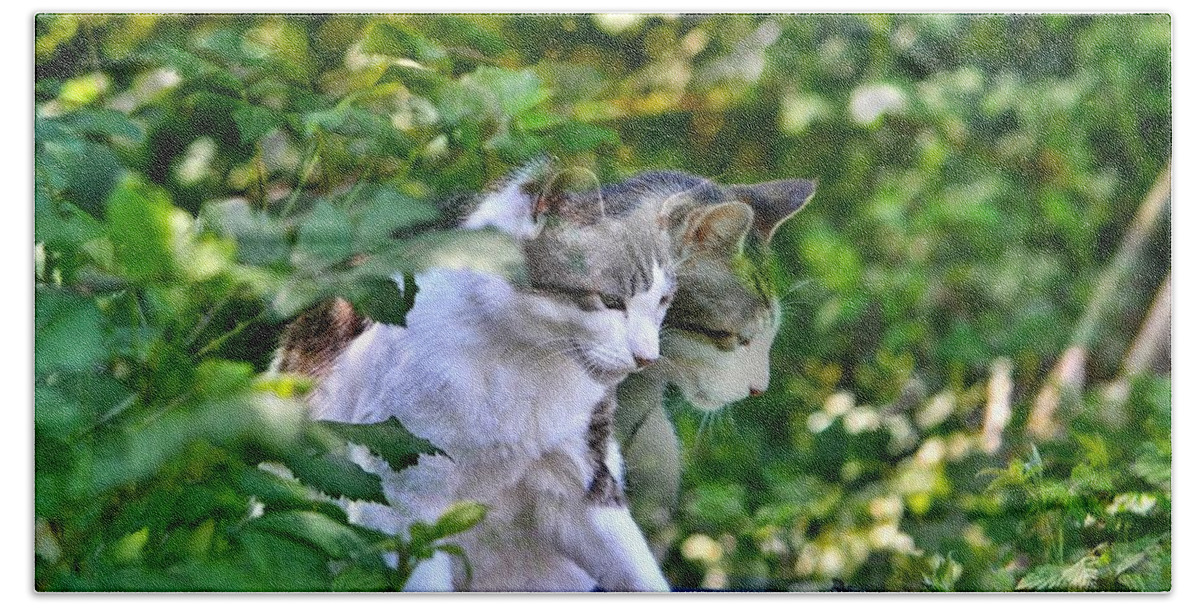 Cat Beach Towel featuring the photograph Harlequin Cat Twins by Chriss Pagani