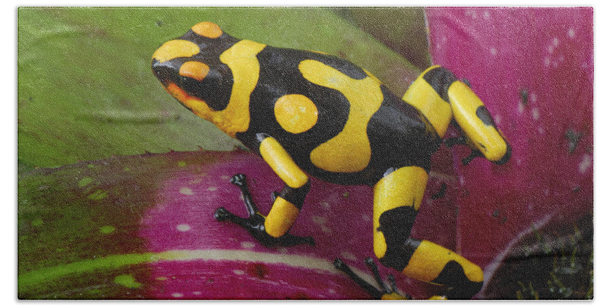 00785729 Beach Towel featuring the photograph Harlequin Poison Dart Frog by Thomas Marent