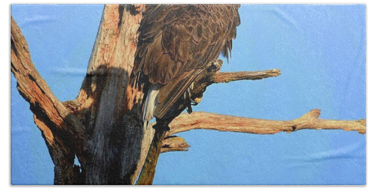 Bald Eagle Beach Towel featuring the photograph Harriet and her shadow by Liz Grindstaff