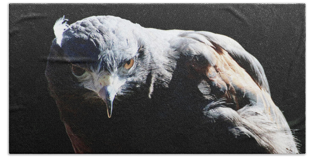 Bird Beach Towel featuring the photograph Harris Hawk Portrait by William Selander