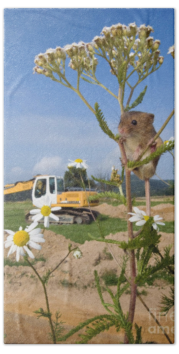Eurasian Harvest Mouse Beach Towel featuring the photograph Harvest Mouse And Backhoe by Jean-Louis Klein & Marie-Luce Hubert