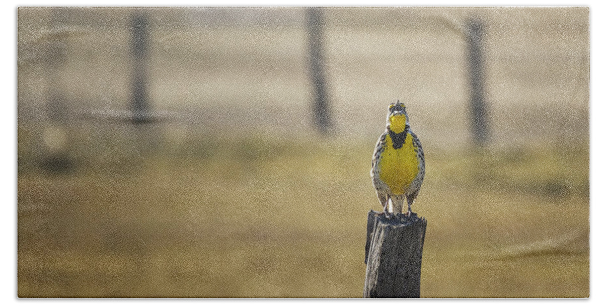 Western Meadowlark Beach Towel featuring the photograph Have Audience Will Sing by Belinda Greb
