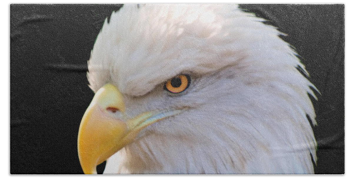 Eagle Beach Sheet featuring the photograph Have My Eye on You by Ken Frischkorn