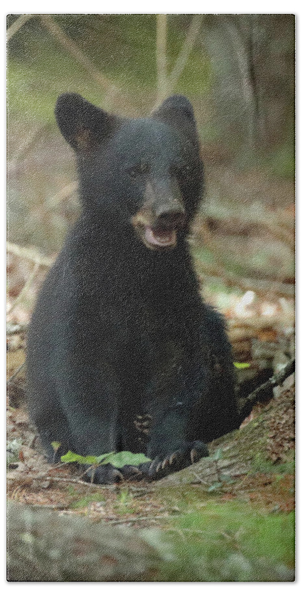 Black Bear Beach Sheet featuring the photograph Have You Seen My Mother by Coby Cooper