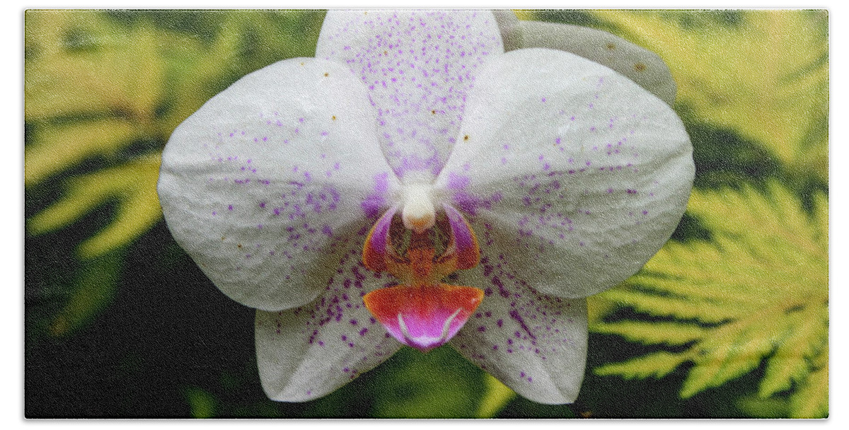 Orchid Beach Towel featuring the photograph Hawaii Orchid 1 by Matt Sexton