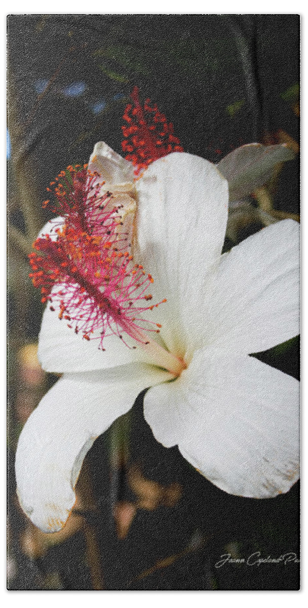 Hawaiian Beach Sheet featuring the photograph Hawaiian Hibiscus by Joann Copeland-Paul