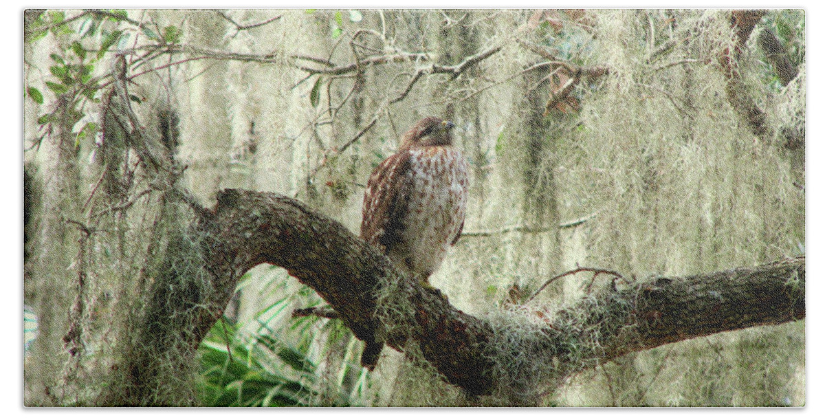 Nature Beach Sheet featuring the photograph Hawk in Live Oak Hammock by Peggy Urban
