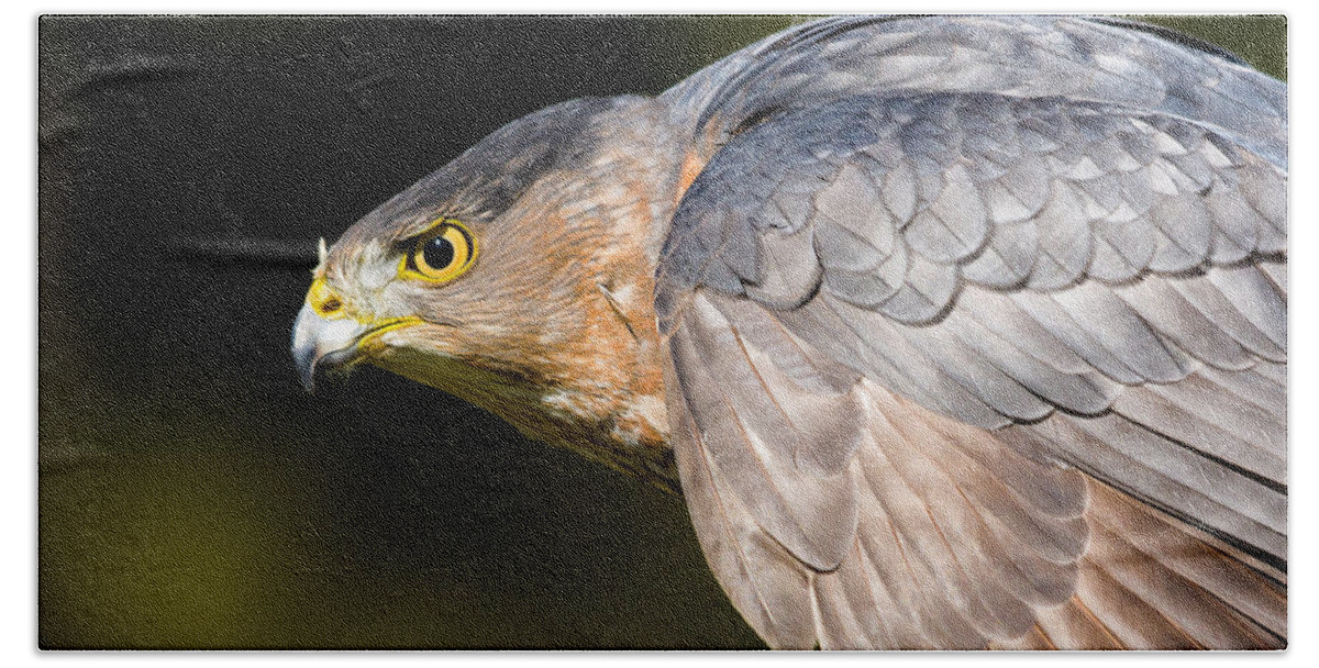 Hawk Beach Towel featuring the photograph Hawkeye by Jim Miller