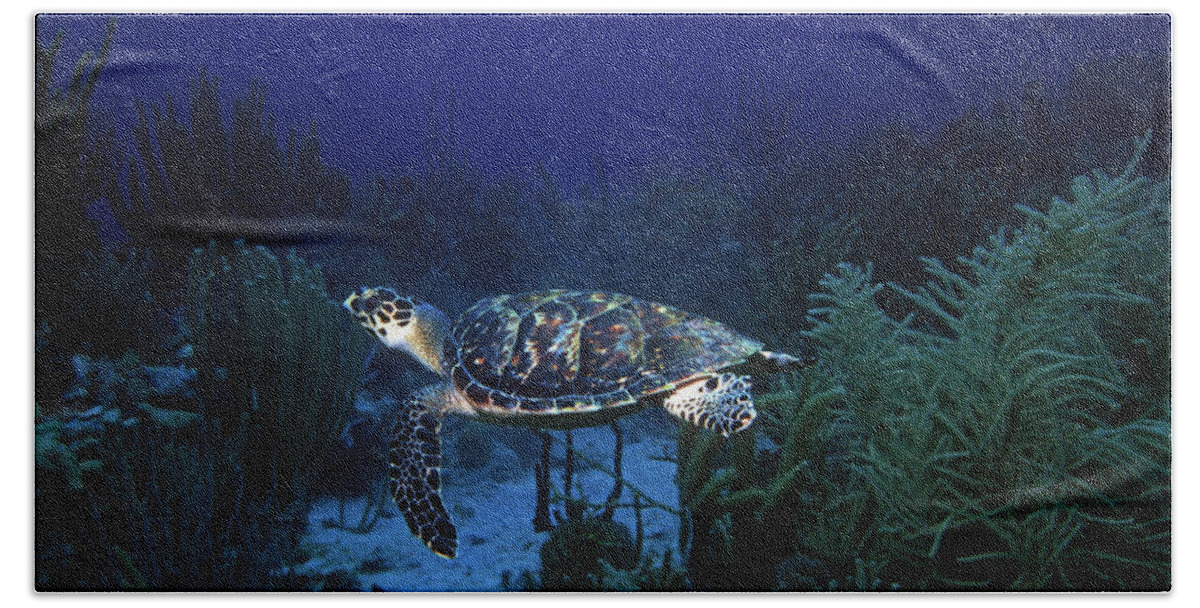 Hawksbill Sea Turtle Beach Towel featuring the photograph Hawksbill Sea Turtle 1 by Pauline Walsh Jacobson