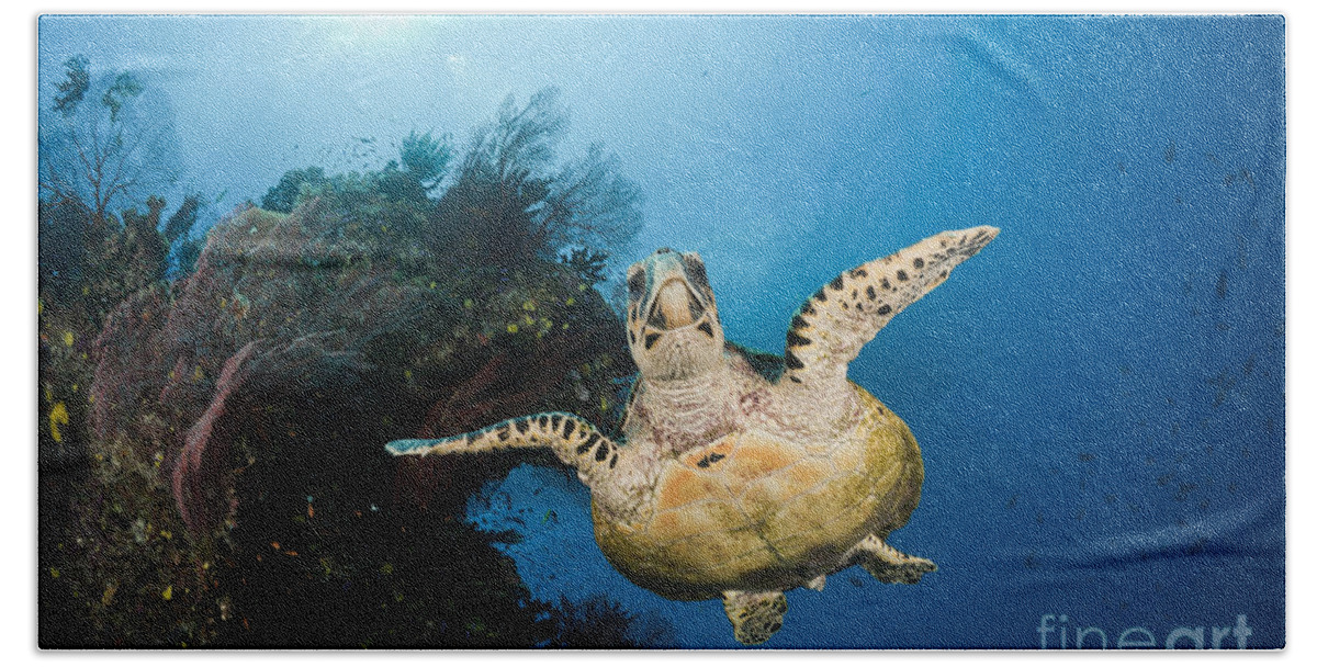 Hawksbill Beach Towel featuring the photograph Hawksbill Turtle by Reinhard Dirscherl