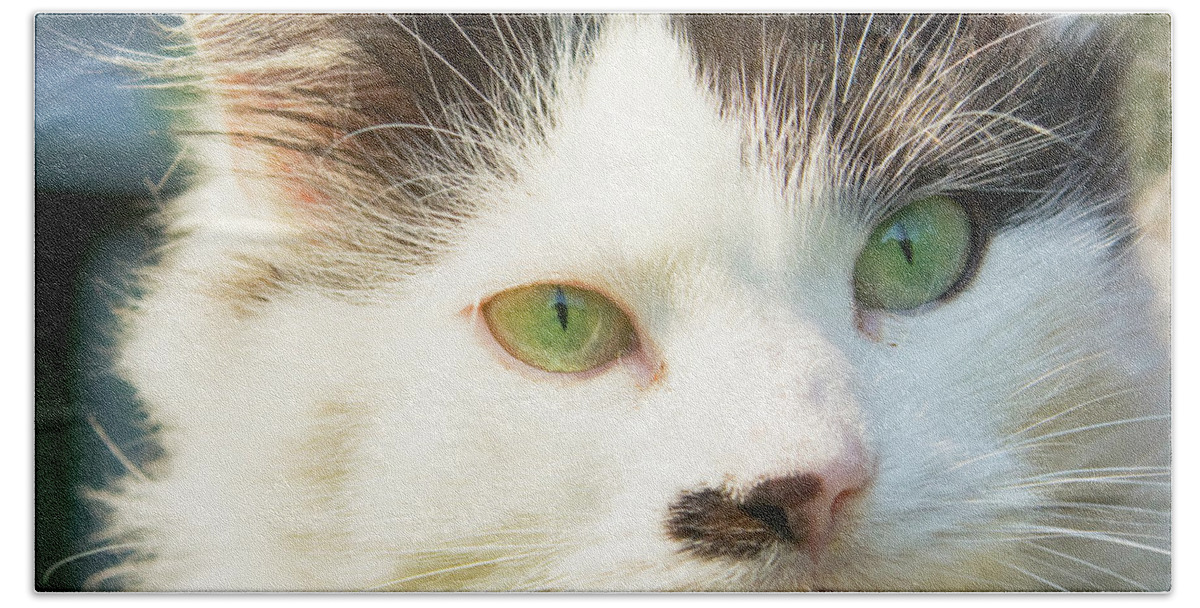 Cat Beach Sheet featuring the photograph Head of cat by Irina Afonskaya