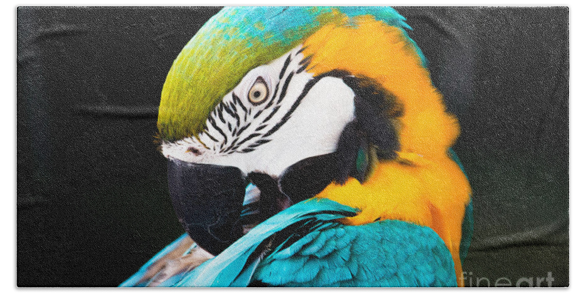 Animal Beach Towel featuring the photograph Head of parrot by Amanda Mohler