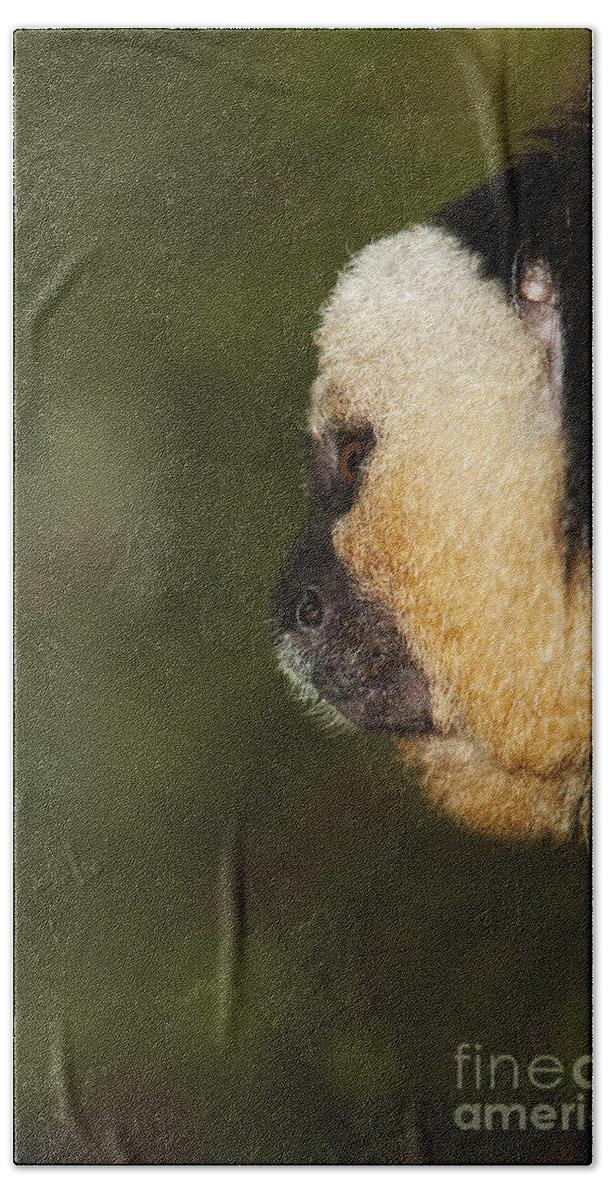Adult Beach Towel featuring the photograph Head Of White Headed Male Saki by Gerard Lacz