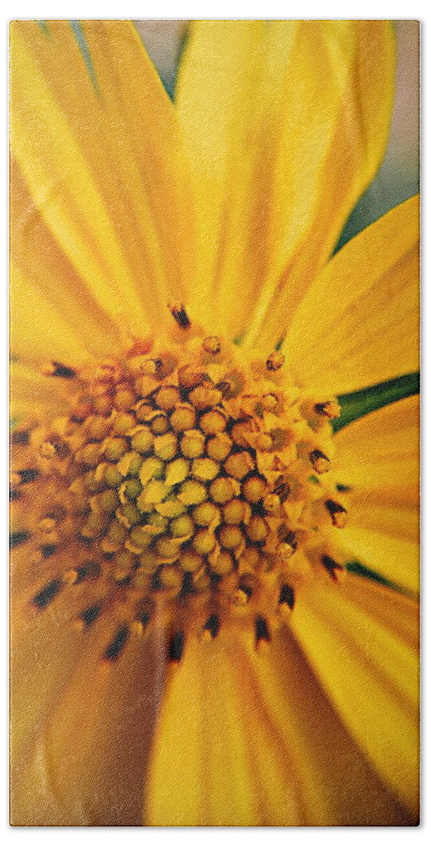 Sunflower Beach Towel featuring the photograph Heart and Soul by Brad Hodges