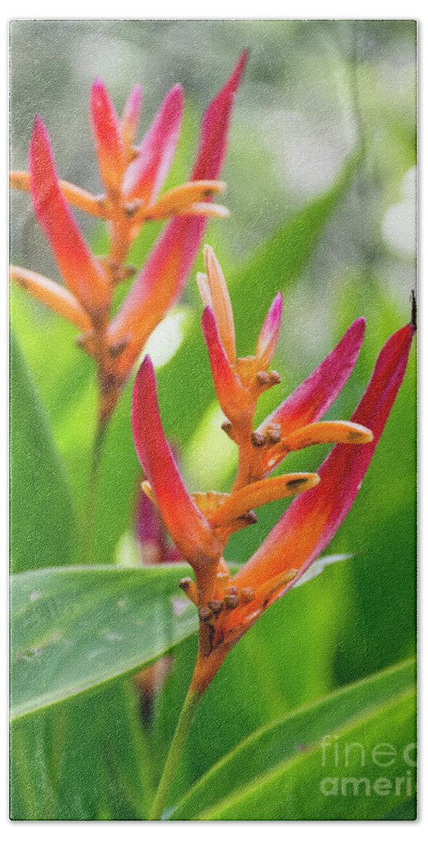 Heliconia Beach Sheet featuring the photograph Heliconia Psittacorum by Eddie Yerkish