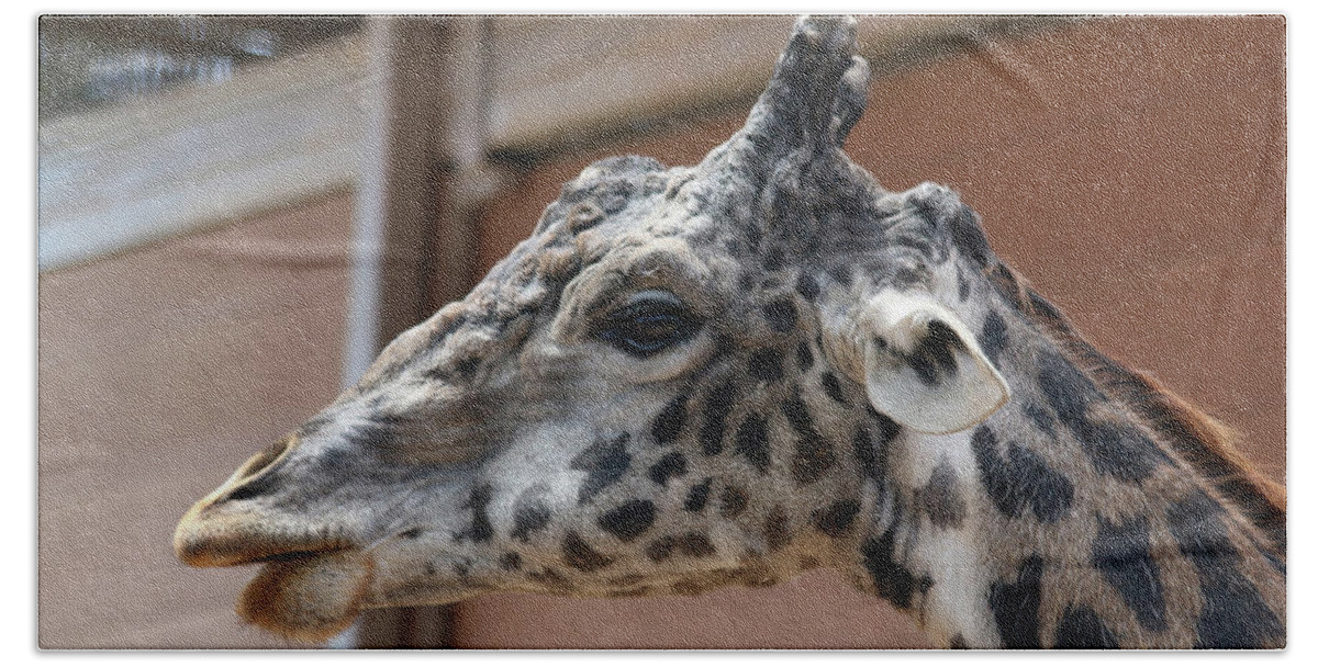 Giraffe Beach Towel featuring the photograph Hello by DiDesigns Graphics