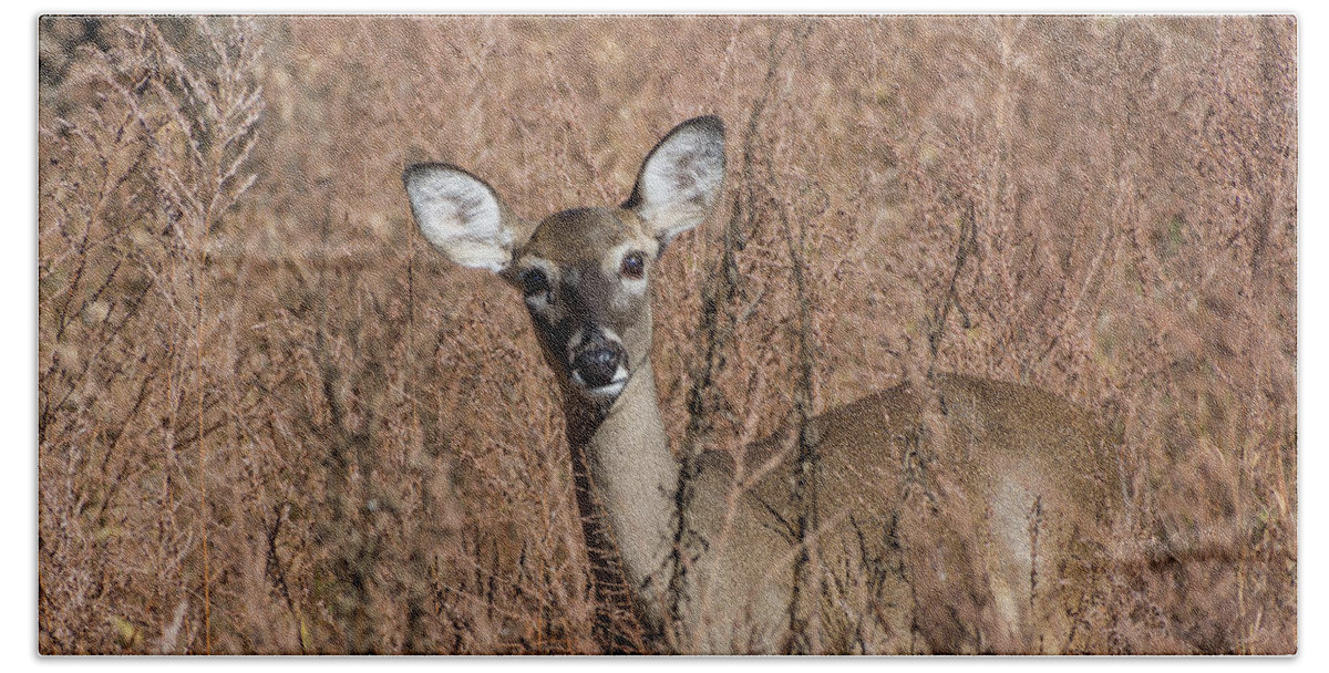 Wildlife Beach Towel featuring the photograph Hello by John Benedict