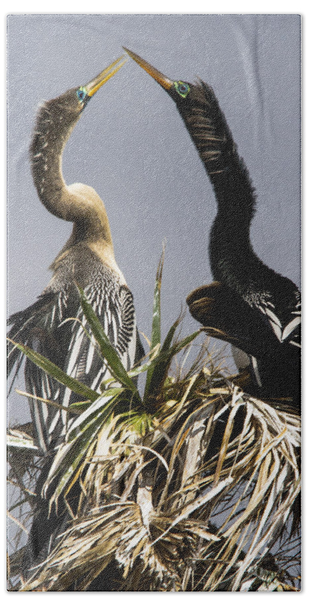 Anhinga Beach Towel featuring the photograph Hen-Pecked by Jim Miller