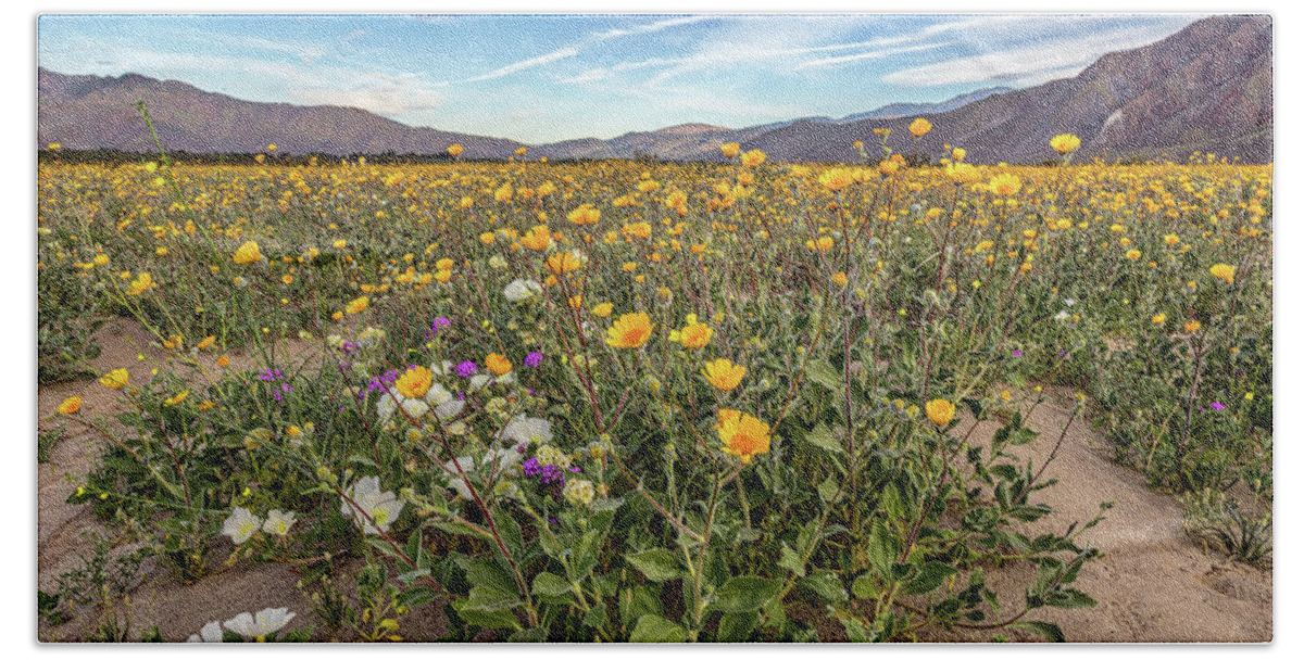 Anza - Borrego Desert State Park Beach Towel featuring the photograph Henderson Canyon Super Bloom by Peter Tellone