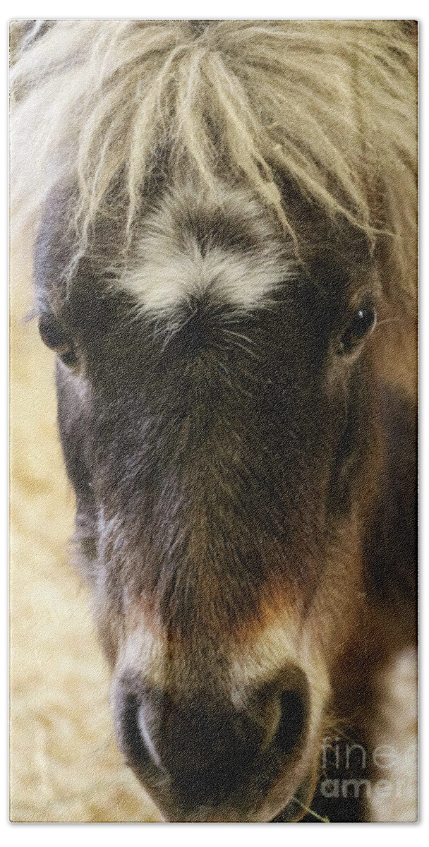 Miniature Horse Beach Sheet featuring the photograph Here's Looking At You by Suzanne Luft