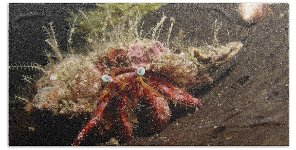 Hermit Crab On Sponge In Gulf Of Mexico Beach Towel by Brent Barnes - Fine  Art America