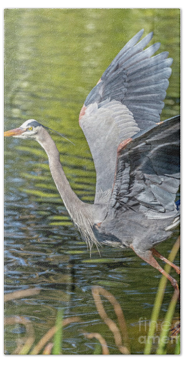 Bird Beach Towel featuring the photograph Heron Liftoff by Kate Brown