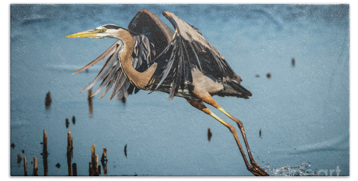 Heron Beach Towel featuring the photograph Heron Take Off by Joann Long