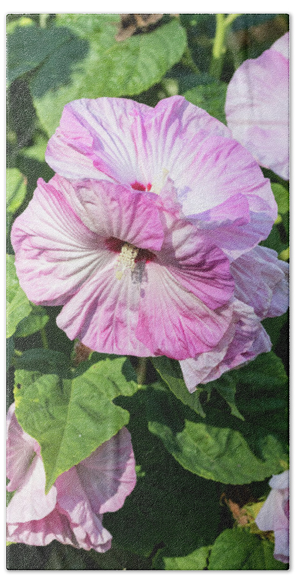 Hibiscus Beach Towel featuring the photograph Hibiscus 2017-6 by Thomas Young