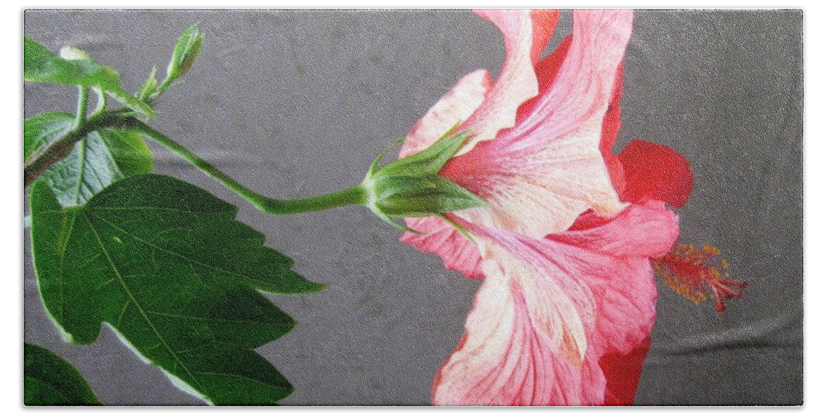 Hibiscus Beach Sheet featuring the photograph Hibiscus #4 by Cindy Schneider
