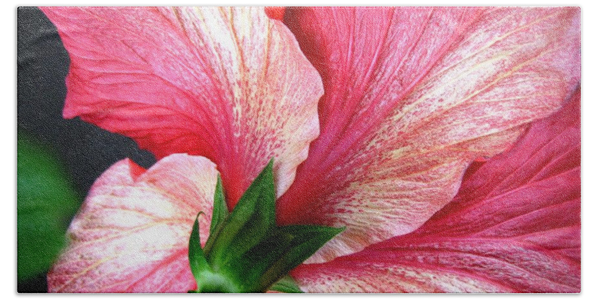 Hibiscus Beach Towel featuring the photograph Hibiscus #5 by Cindy Schneider