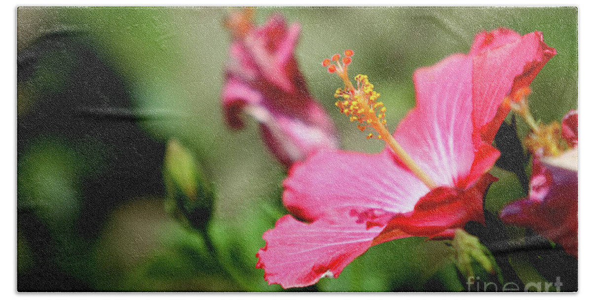 Flower Beach Towel featuring the photograph Hibiscus bloom by Alan Look